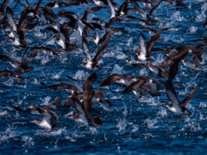 Manx shearwater taking flight off the West Cork Coast on a Discover Wildlife Weekend