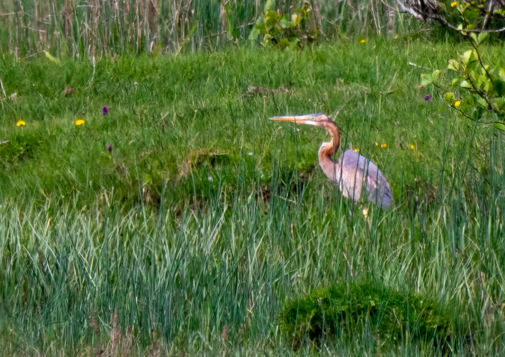 Puurple Heron, West Cork, Discover Wildlife Weekend