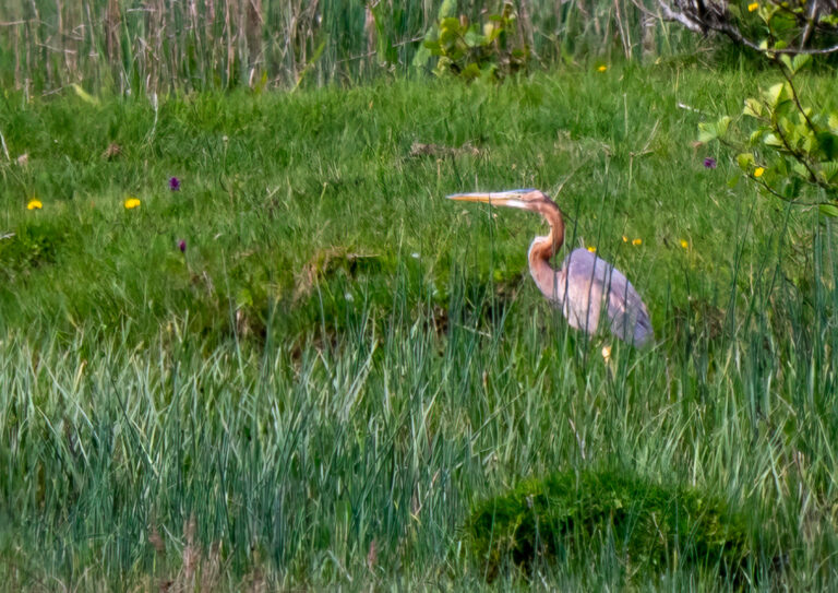 Puurple Heron, West Cork, Discover Wildlife Weekend