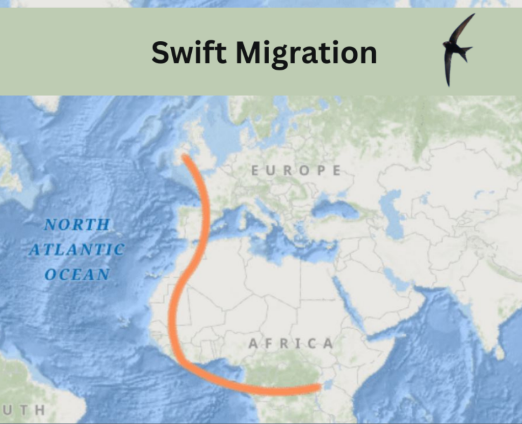 Swift Migraiton