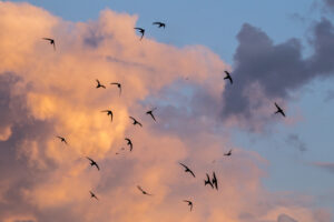 Swift Migration Ireland