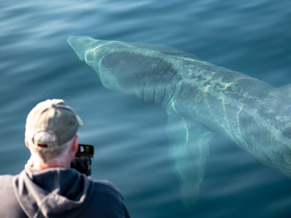 Basking Shark on a Discover Wildlife Weekend