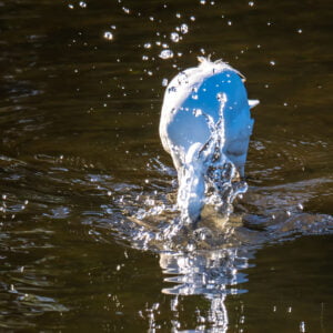 A Panasonic Lumix G9II capturing a kingfisher diving into the water, with only its tail and splashing water visible above the surface.