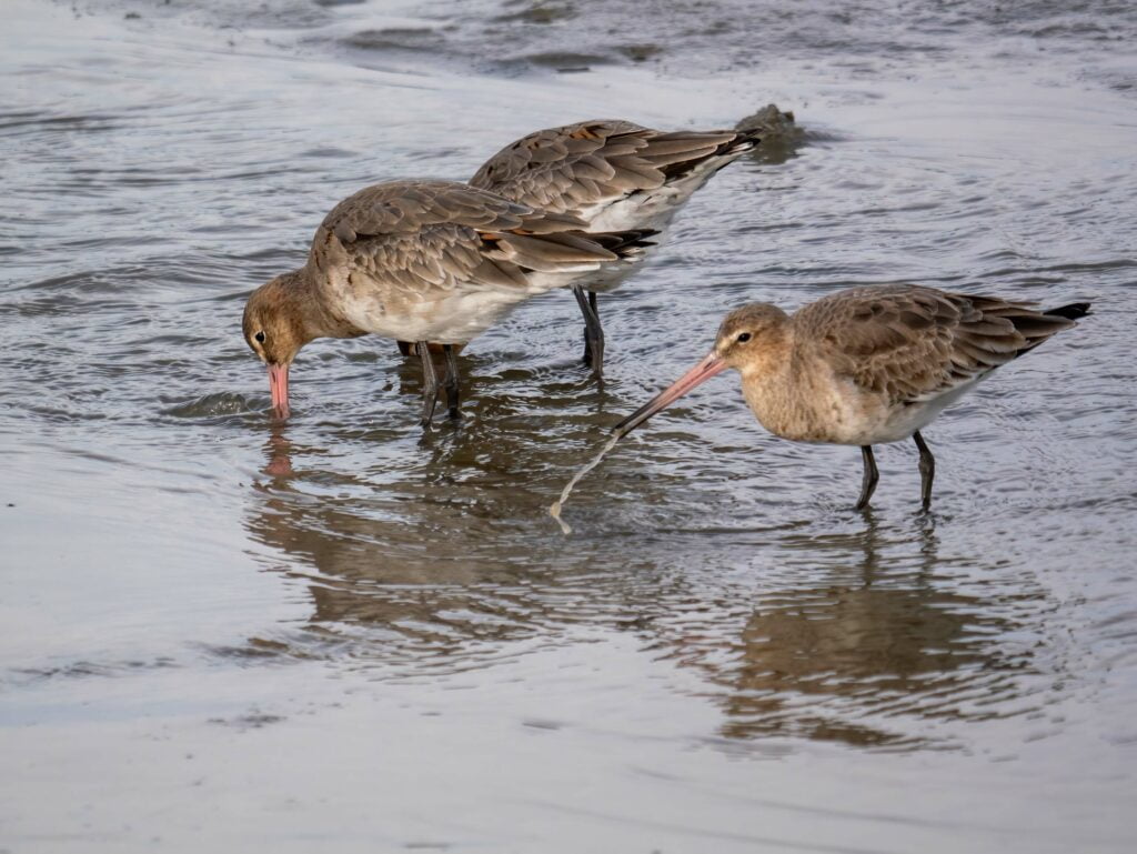 Two godwits foraging in shallow water, using their long bills to probe the mud for food, captured through the lens of a Panasonic Lumix G9II, perfect for wildlife photography.