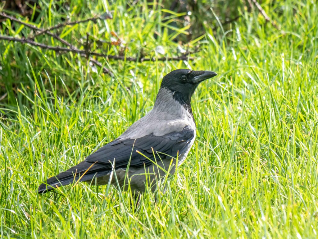 A hooded crow standing in bright green grass, illuminated by sunlight, perfect for a wildlife photography session, with a blurred background of foliage.