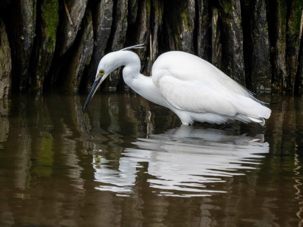 A white egret stands in shallow water, dipping its beak, with dark, tangled roots in the background, captured brilliantly during a Panasonic Lumix G9II camera review.