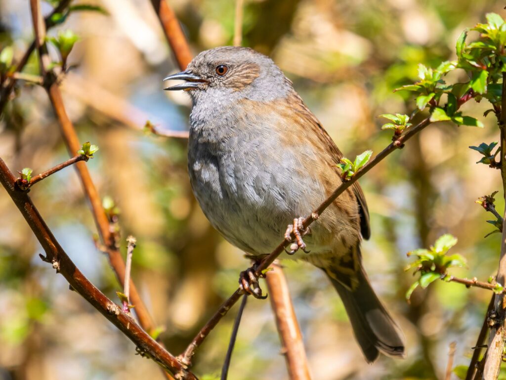 A close-up of a dunnock perched on a branch amidst green foliage, captured using the Panasonic Lumix G9II, with its beak slightly open.