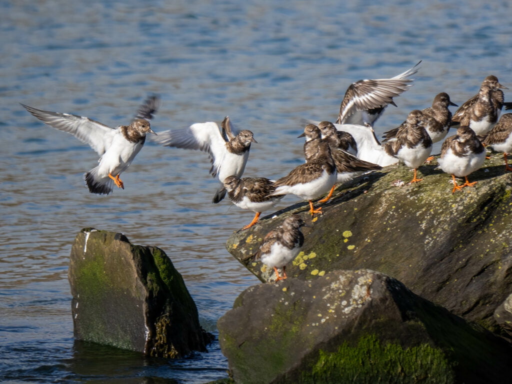 Group of turnstones perched on rocks by the water, captured with a Panasonic Lumix G9II, one in mid-flight with wings spread.