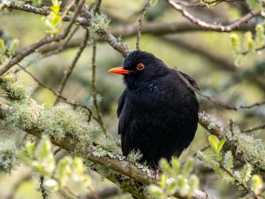 A blackbird with bright orange eyes and beak perched on a moss-covered branch, captured through the lens of a Panasonic Lumix G9II.