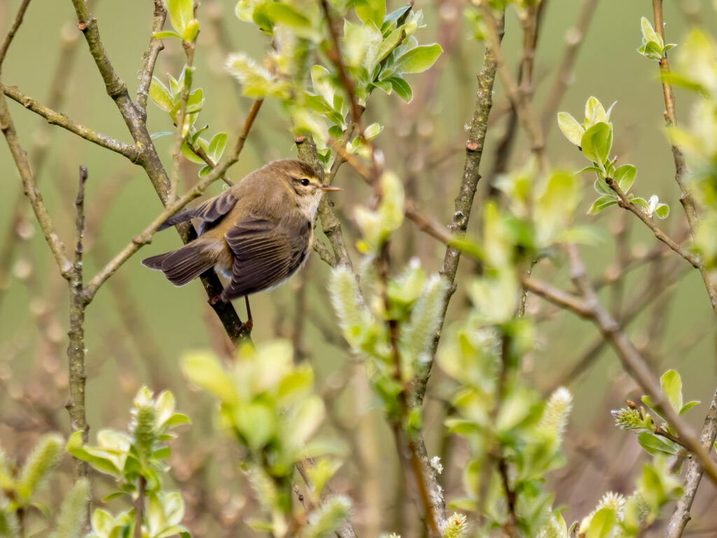A small bird perched on a branch amid green spring foliage, captured during a wildlife photography session.
