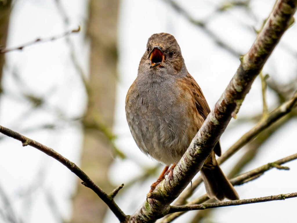 A dunnock bird perched on a branch, singing with its beak open, surrounded by leafless twigs—captured perfectly through the lens of a Panasonic Lumix G9II.