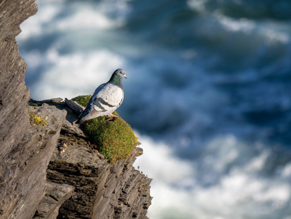 A pigeon perched on a rocky cliff overlooking the swirling ocean waves below, perfectly captured in a wildlife photography shot using the Panasonic Lumix G9II.
