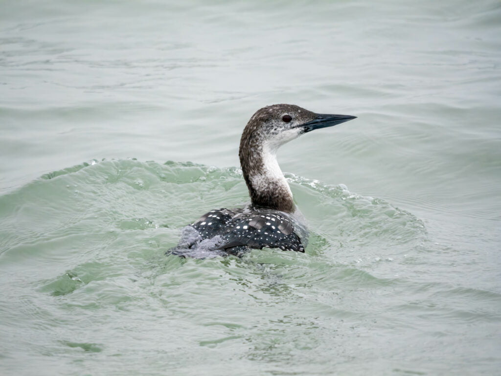 A Great Northern Diver moulting into summer plumage off the West Cork Coast, Panasonic Lumix G9II