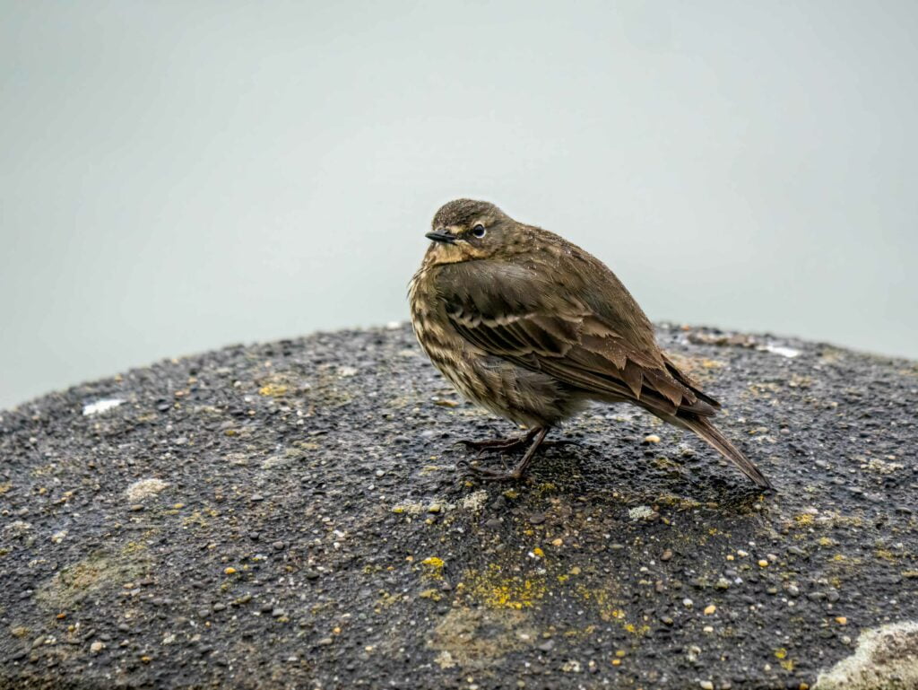 A small brown bird with subtle streaks on its breast standing on a grey, lichen-spotted surface against a plain, light gray background, captured through the lens of a Panasonic Lumix G9II.