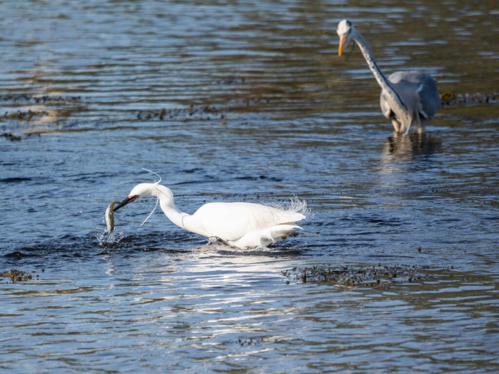 Wildlife Photography: A white egret catching a fish in shallow water, with a grey heron standing in the background.