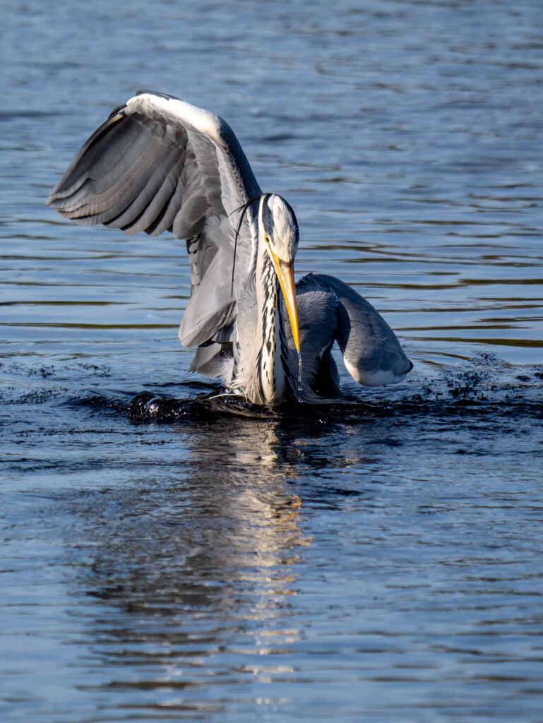 Wildlife Photography: A Grey Heron fishing, wings raised and beak touching the surface.