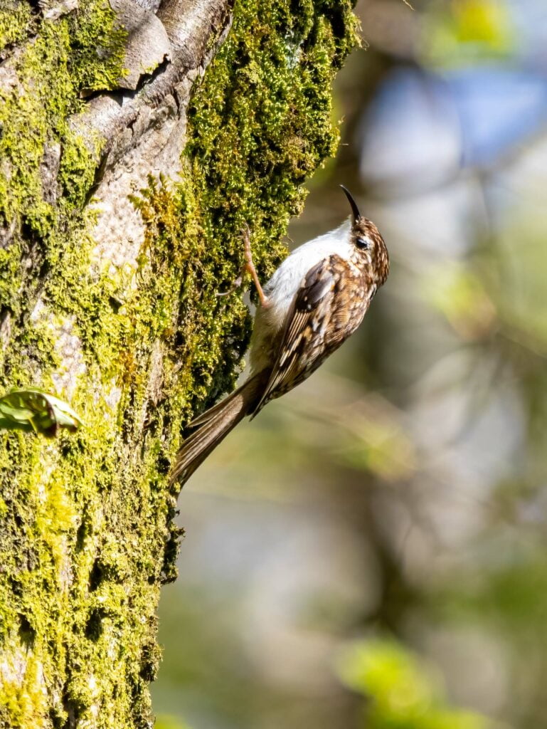 A brown and white speckled bird clings to the side of a moss-covered tree, captured with a Panasonic Lumix G9II, against a blurred green background.