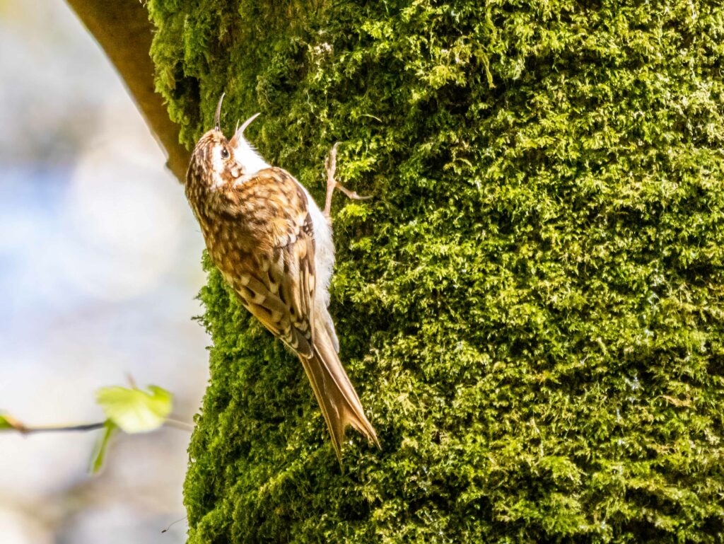 A treecreeper bird ascending a moss-covered tree trunk in a sunlit forest setting, captured through the lens of a Panasonic Lumix G9II.