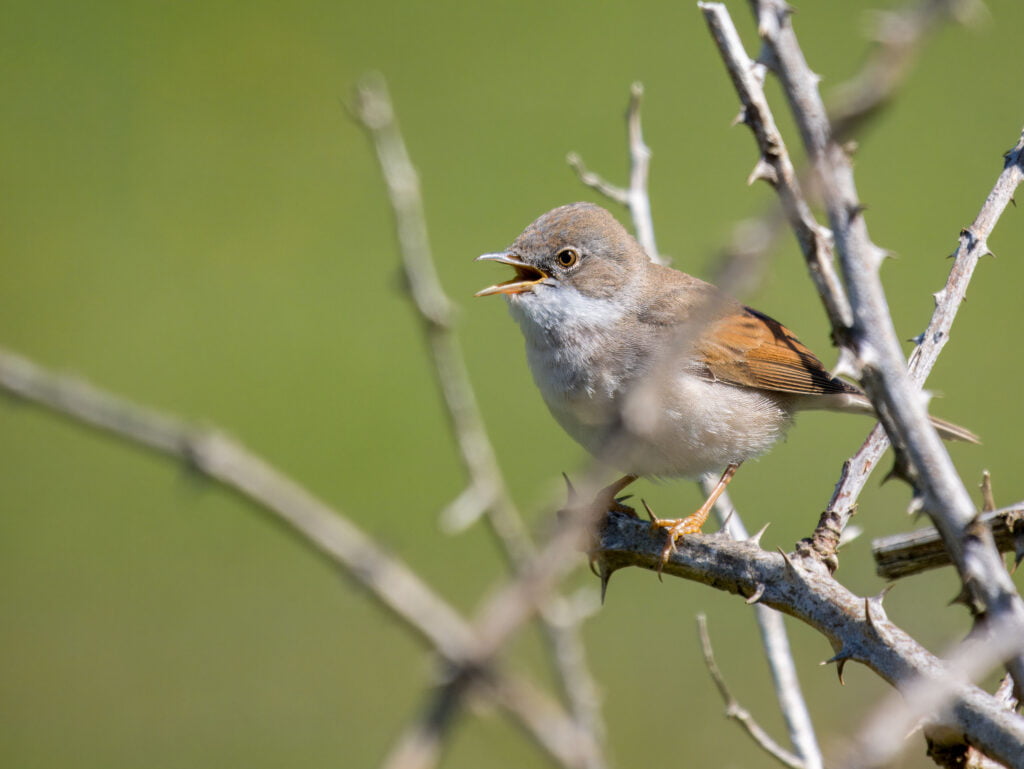A whitethroat perched on a thorny branch, singing or calling, against a smooth green background, captured using the Panasonic Lumix G9II.