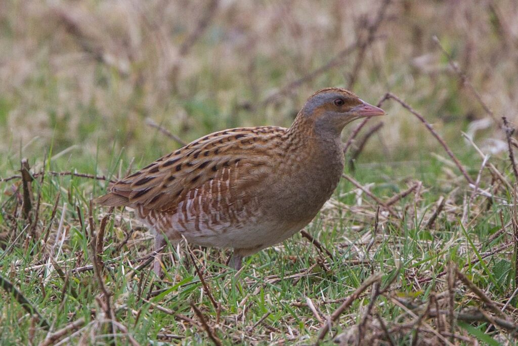 Corncrake Crex crex