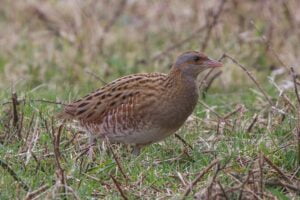Corncrake Crex crex
