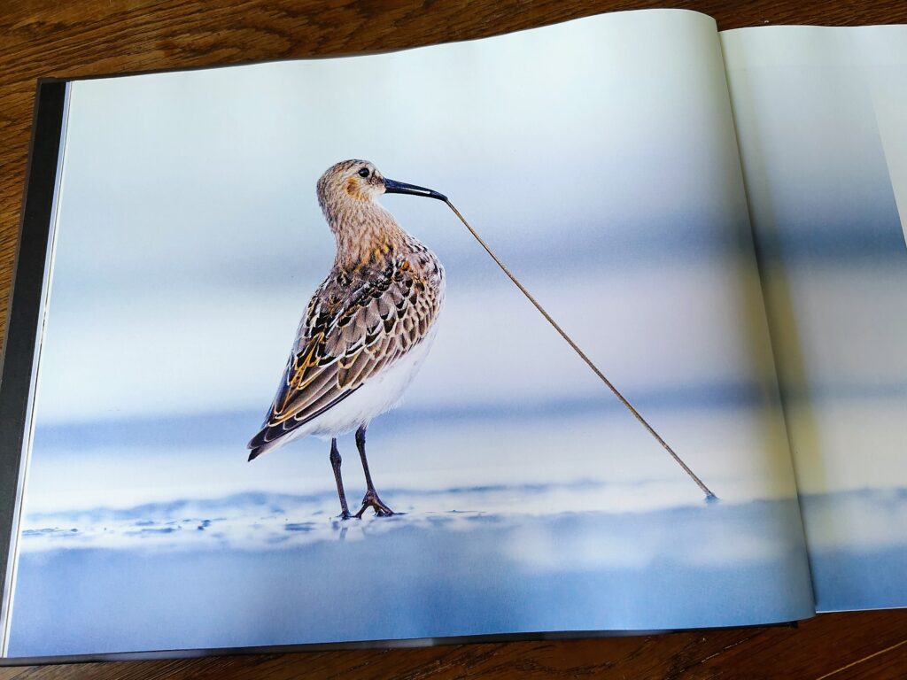 Wader with worm tug-of-war BPOTY 2024