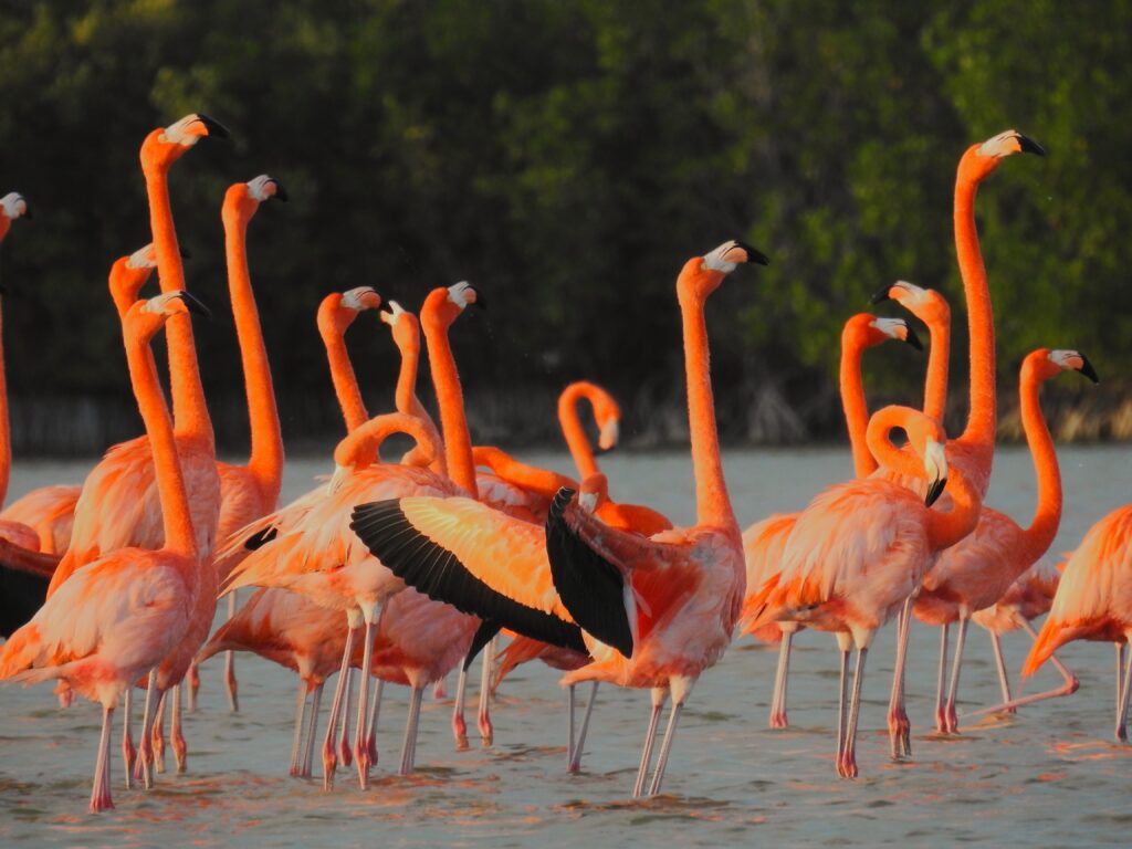 American Flamingos during their courtship display