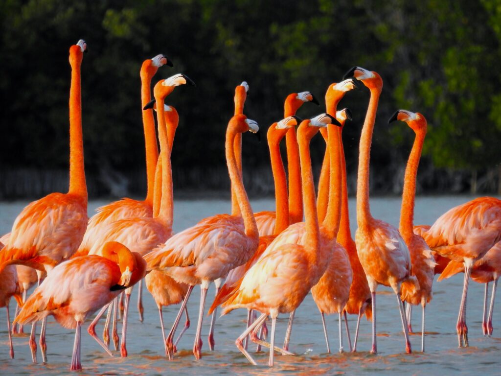 A flock of American Flamingos