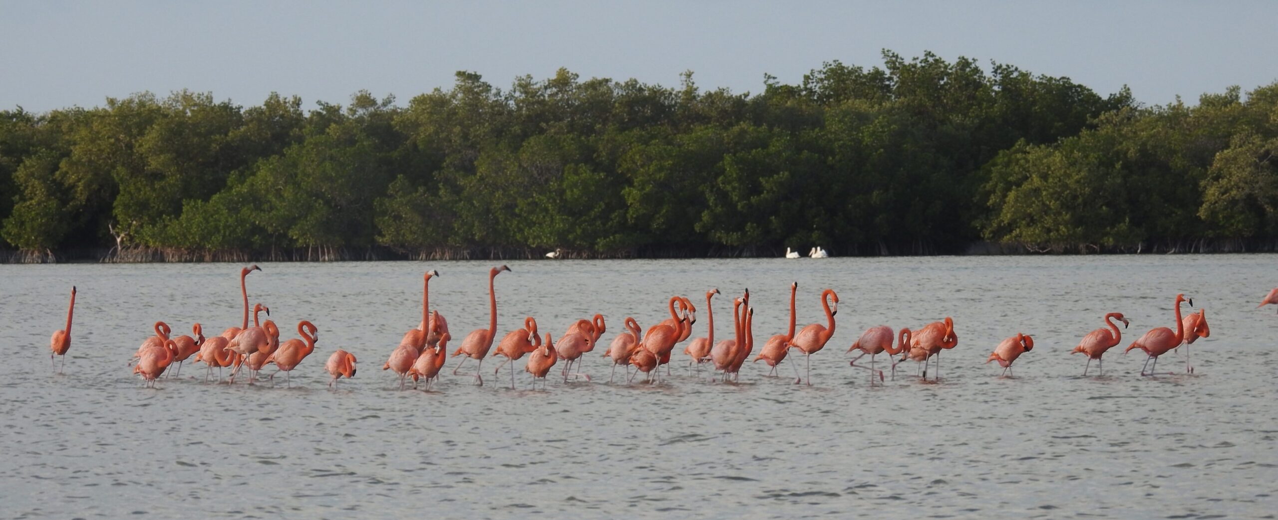 A flock of American Flamingos