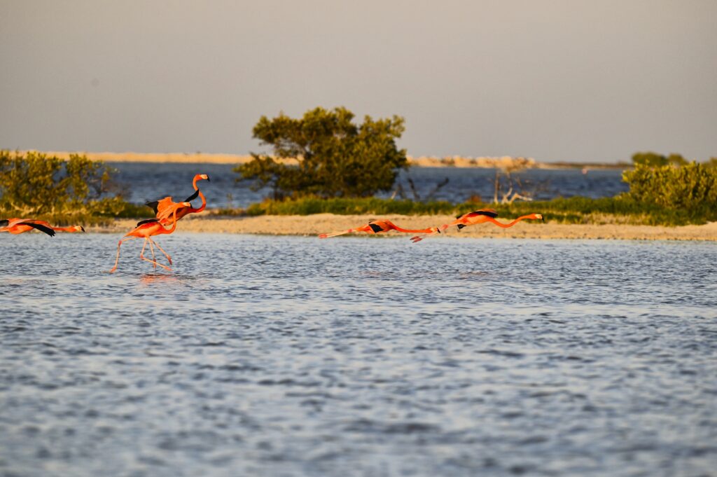 American Flamingos taking flight