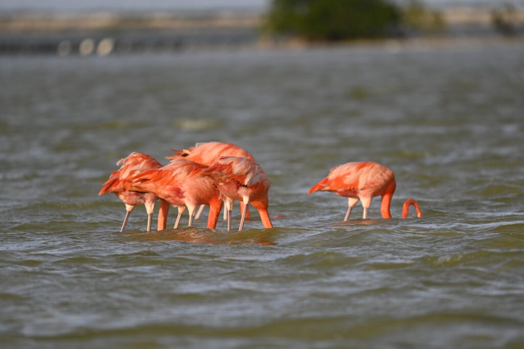Group of feeding American Flamingos