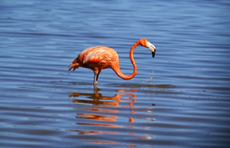 American Flamingo in Celestun, Mexico